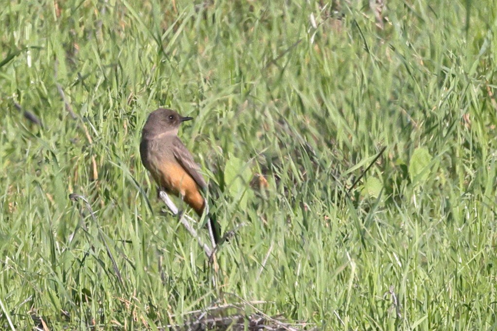 Zimtbauch-Phoebetyrann - ML646821758