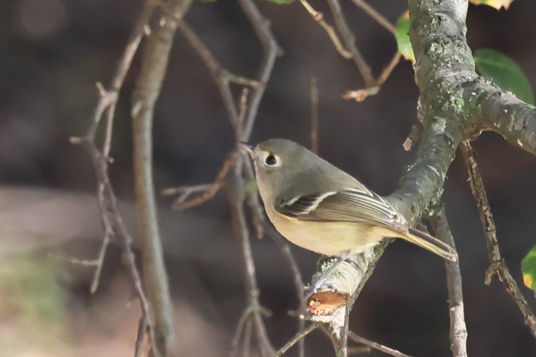 Huttonvireo - ML646821760
