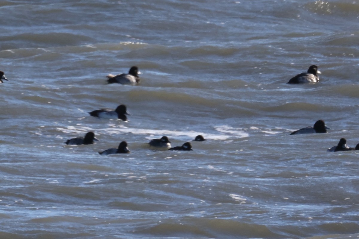 Bufflehead - ML646821761