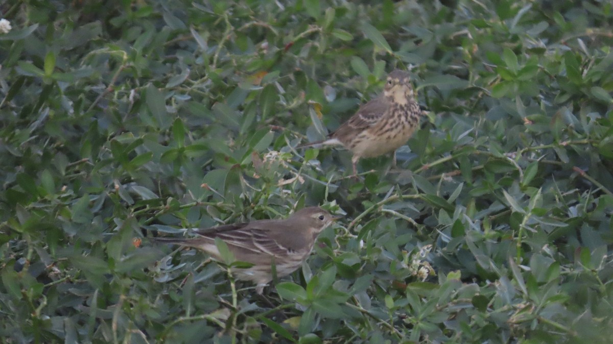 American Pipit - ML646821762