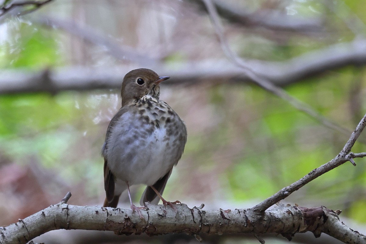 Einsiedler-Musendrossel - ML646821763