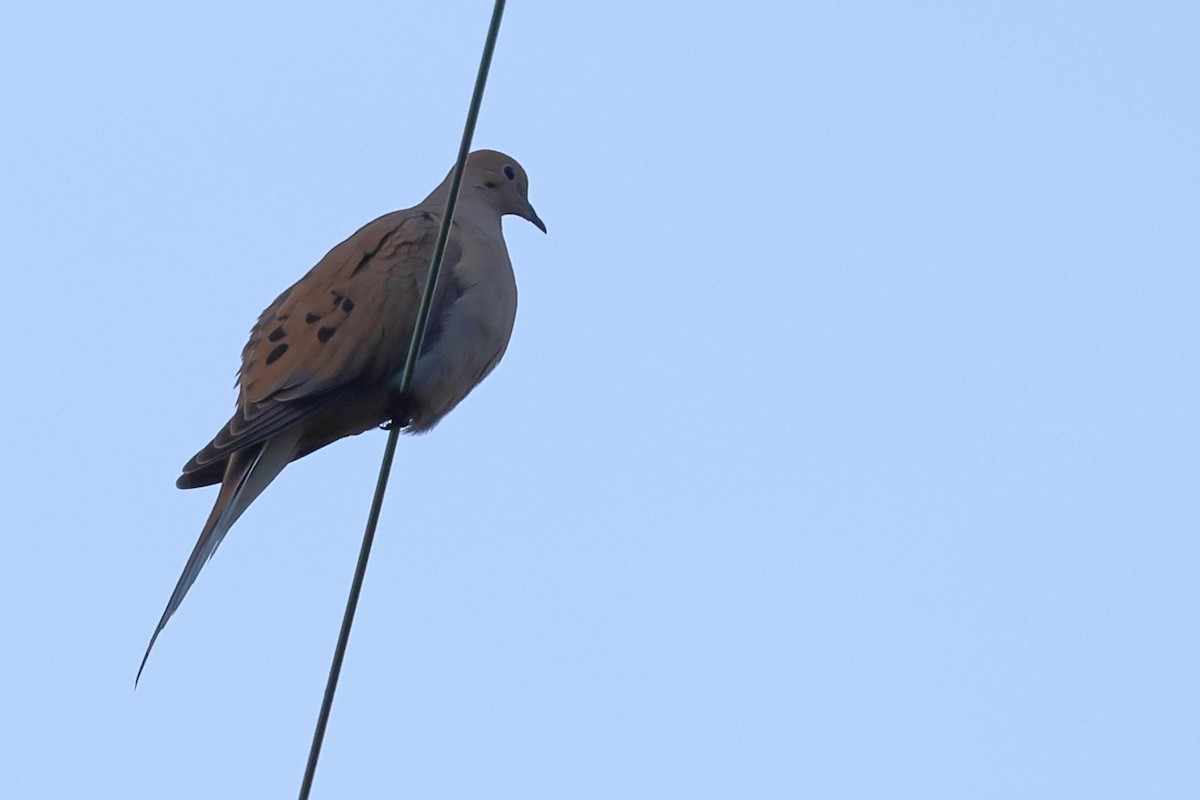 Mourning Dove - ML646821764