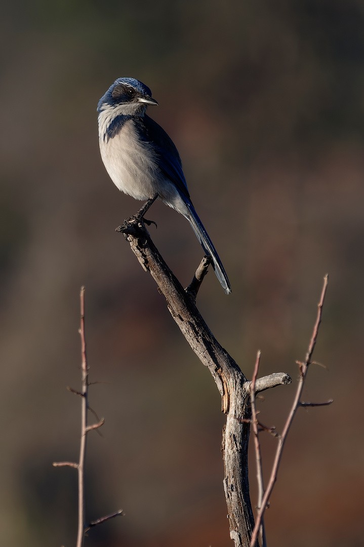 Chara Californiana - ML646821765