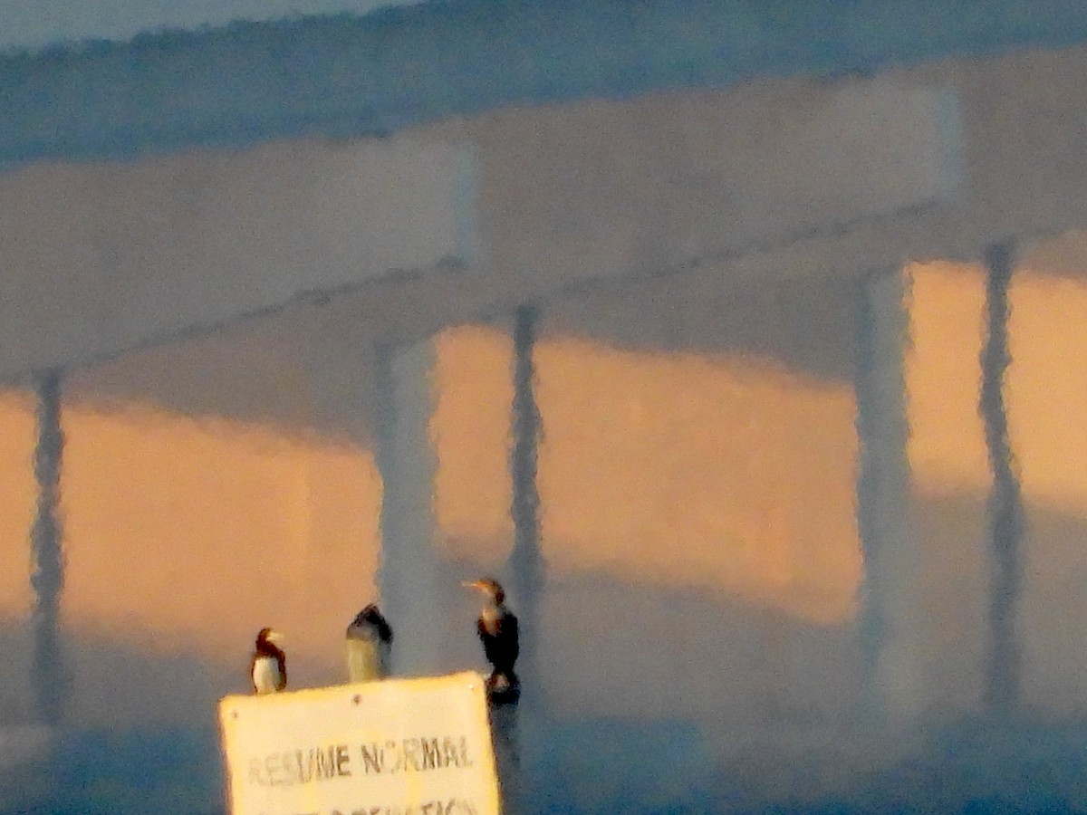 Brown Booby - ML646821771