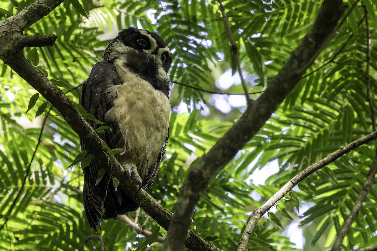 Brillenkauz - ML646821772