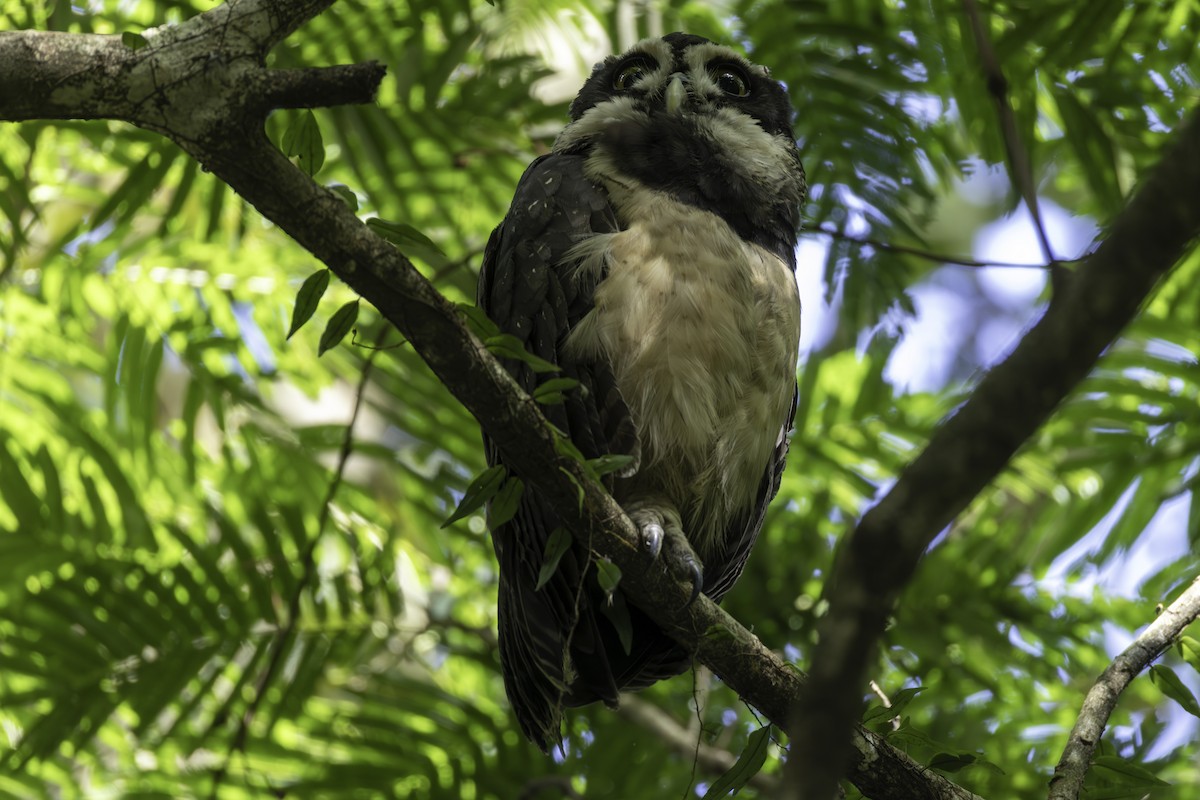 Spectacled Owl - ML646821773