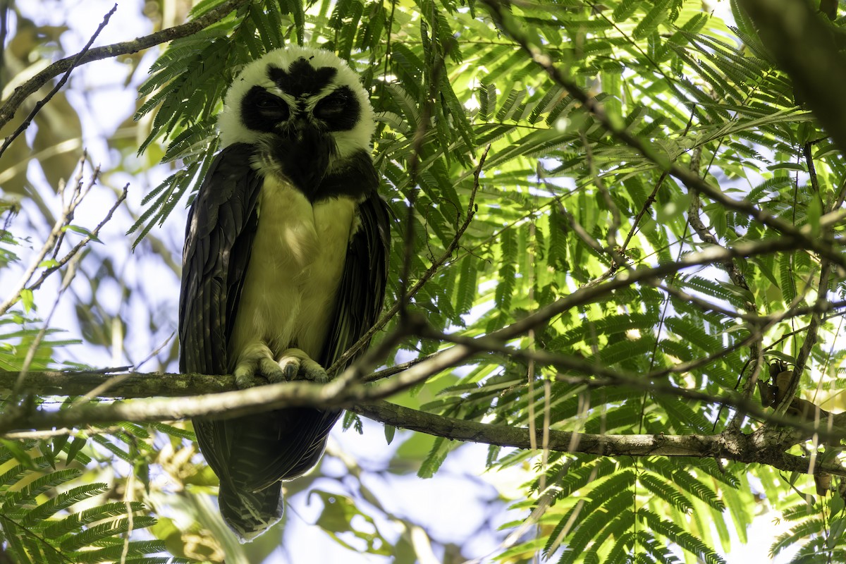 Brillenkauz - ML646821774