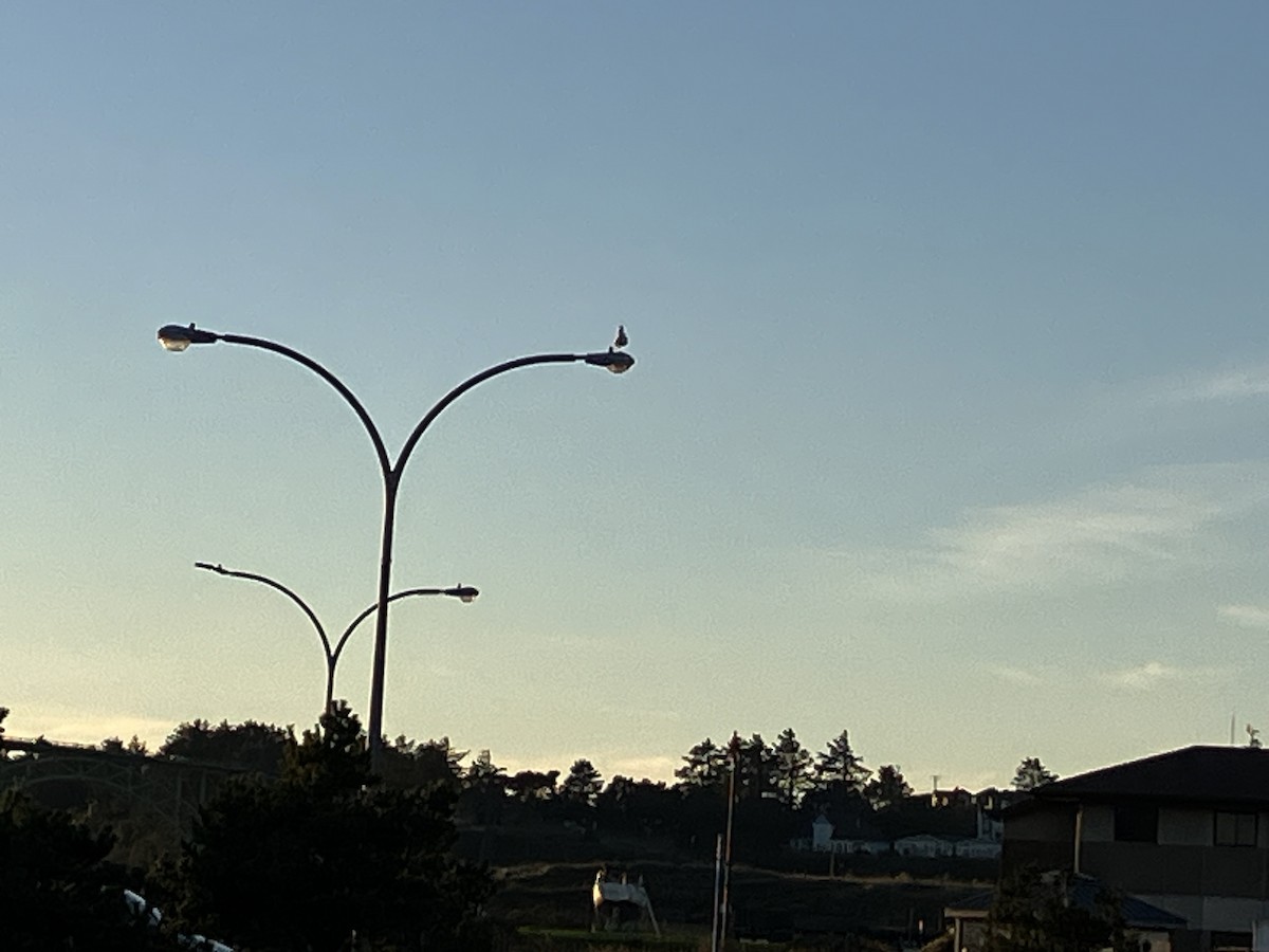 Gaviota Occidental - ML646821775