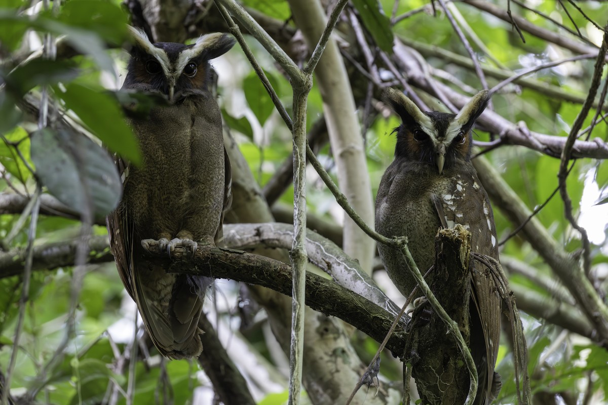 Haubenkauz - ML646821777