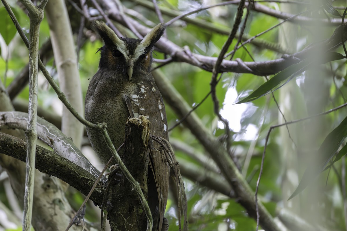 Haubenkauz - ML646821778