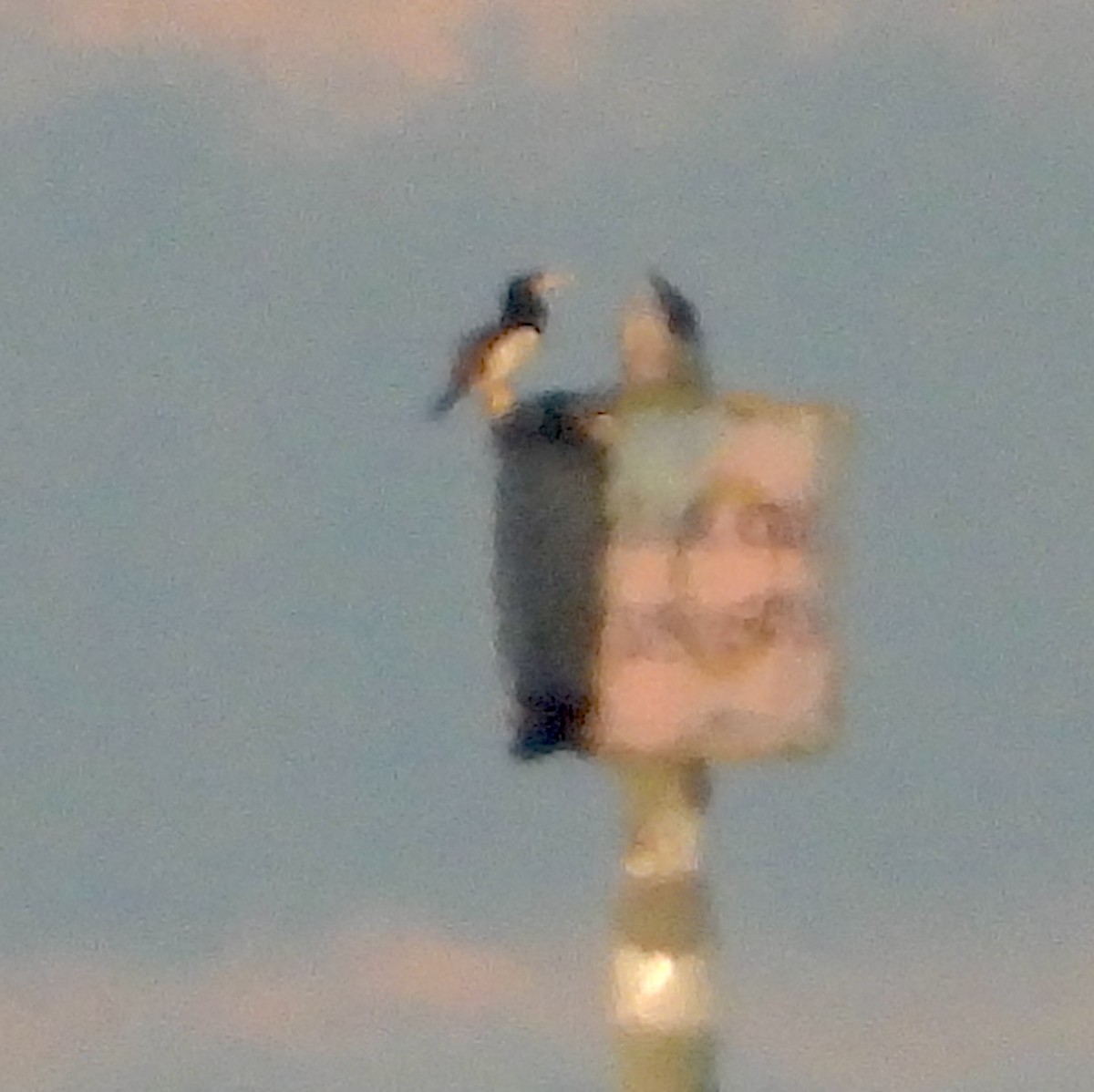 Brown Booby - ML646821779