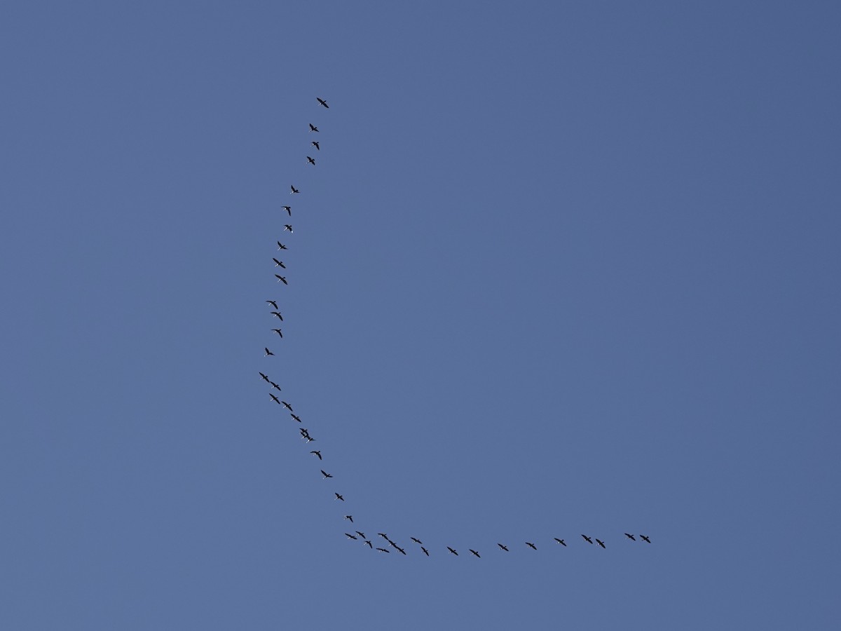 Cormorán Orejudo - ML646821780