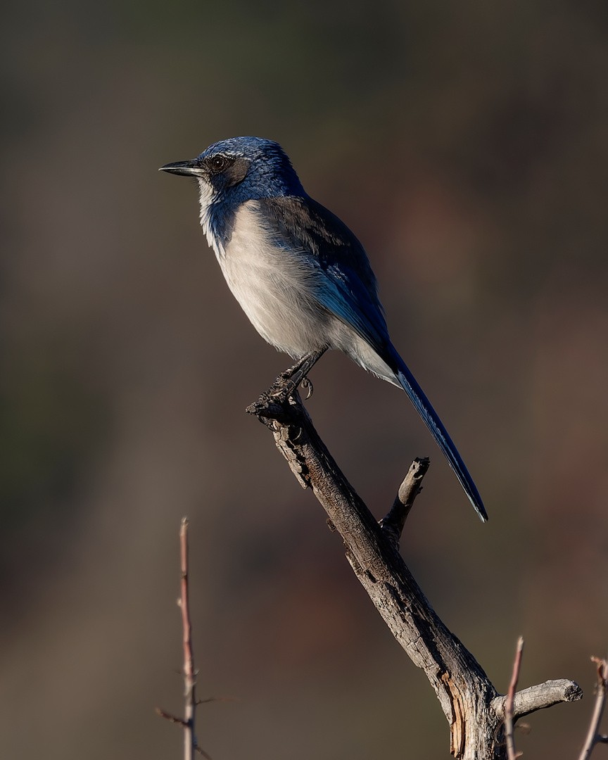 Chara Californiana - ML646821791