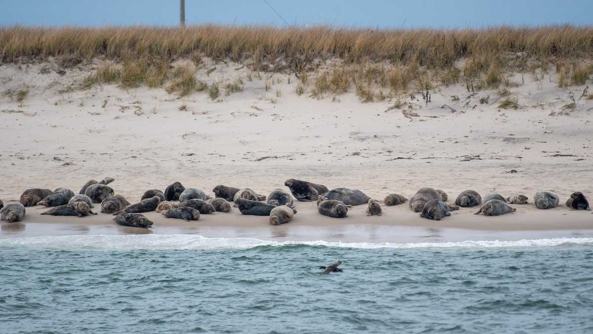Atlantic Grey Seal - ML646821796