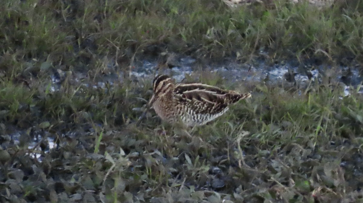 Wilson's Snipe - ML646821800