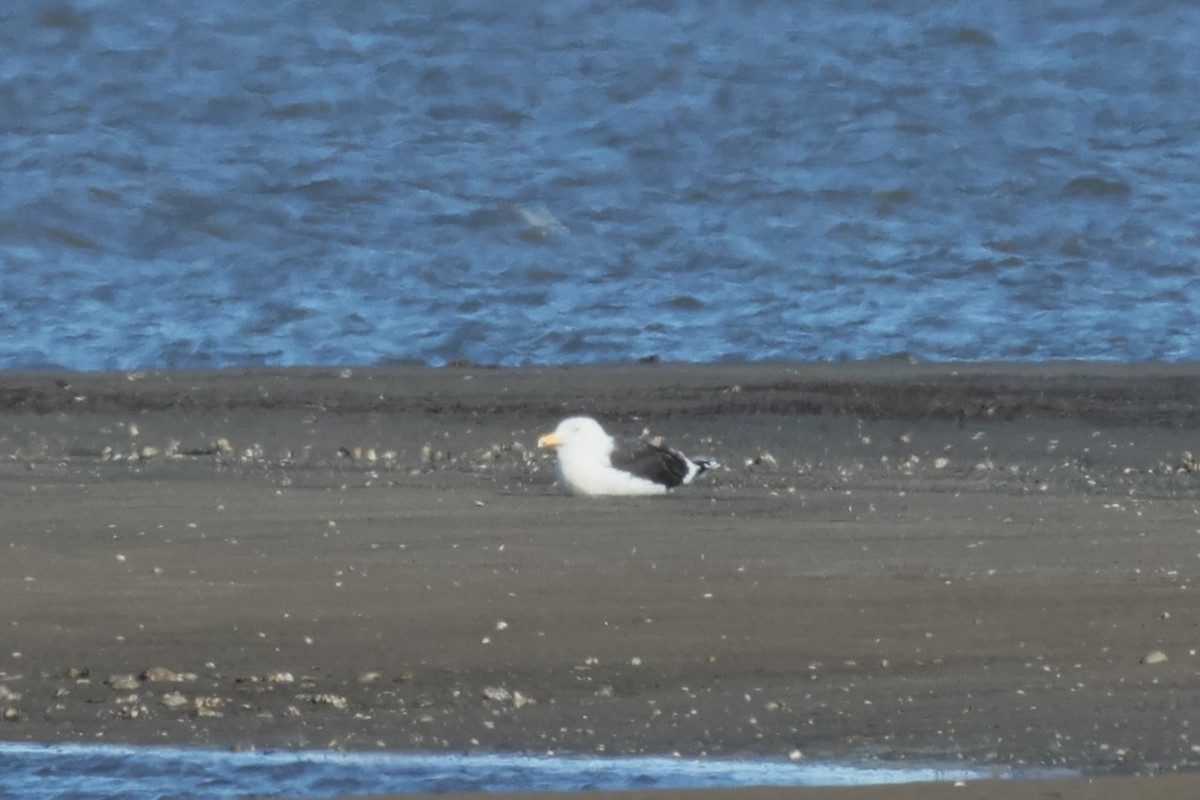 Great Black-backed Gull - ML646821807