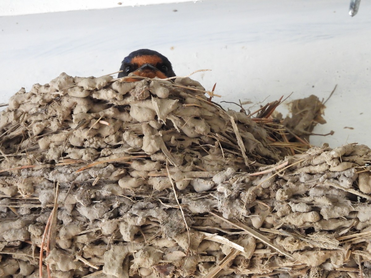 Cave Swallow - ML646821808