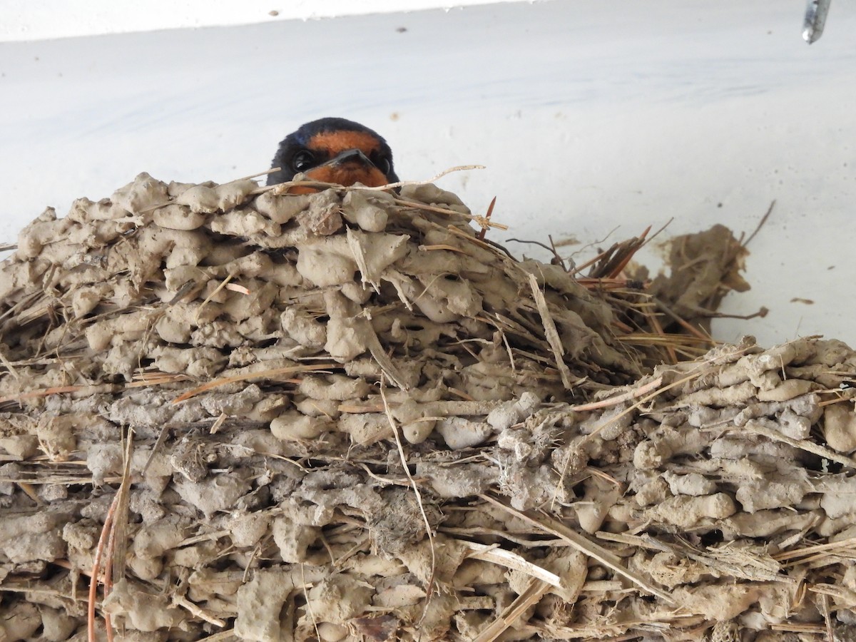 Cave Swallow - ML646821809