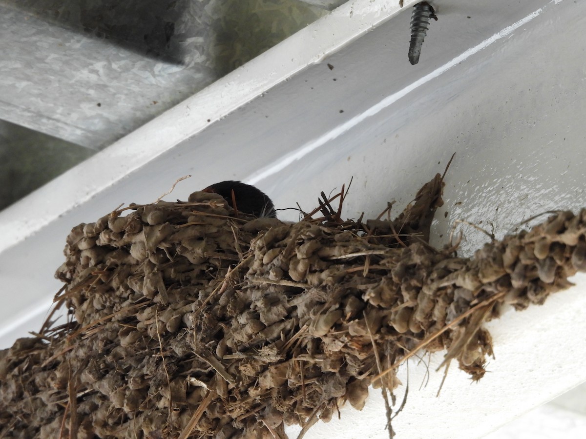 Cave Swallow - ML646821810