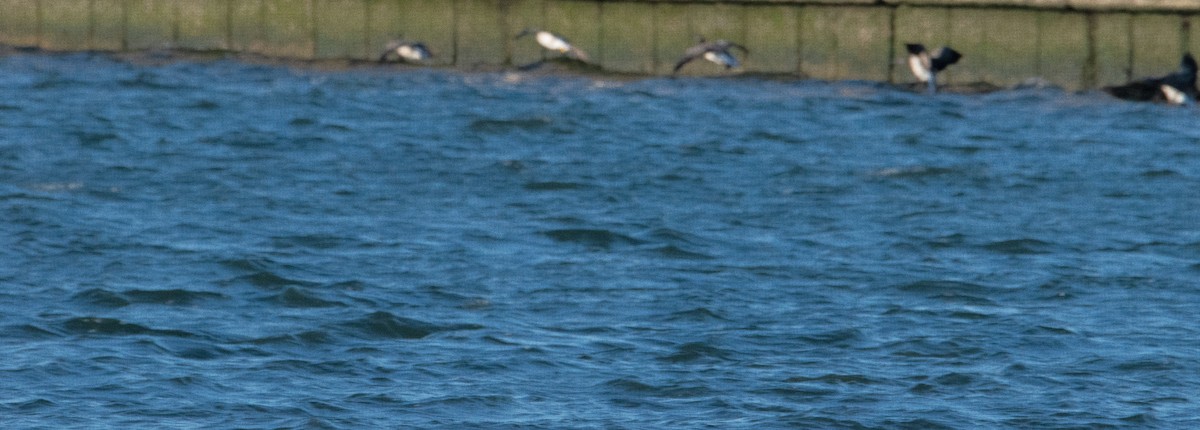 Oca colombaccio - ML646821811