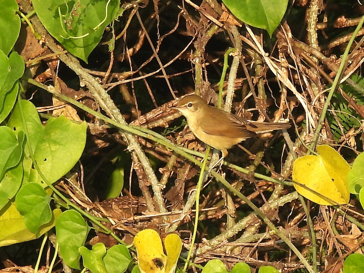 Blyth's Reed Warbler - ML646821814