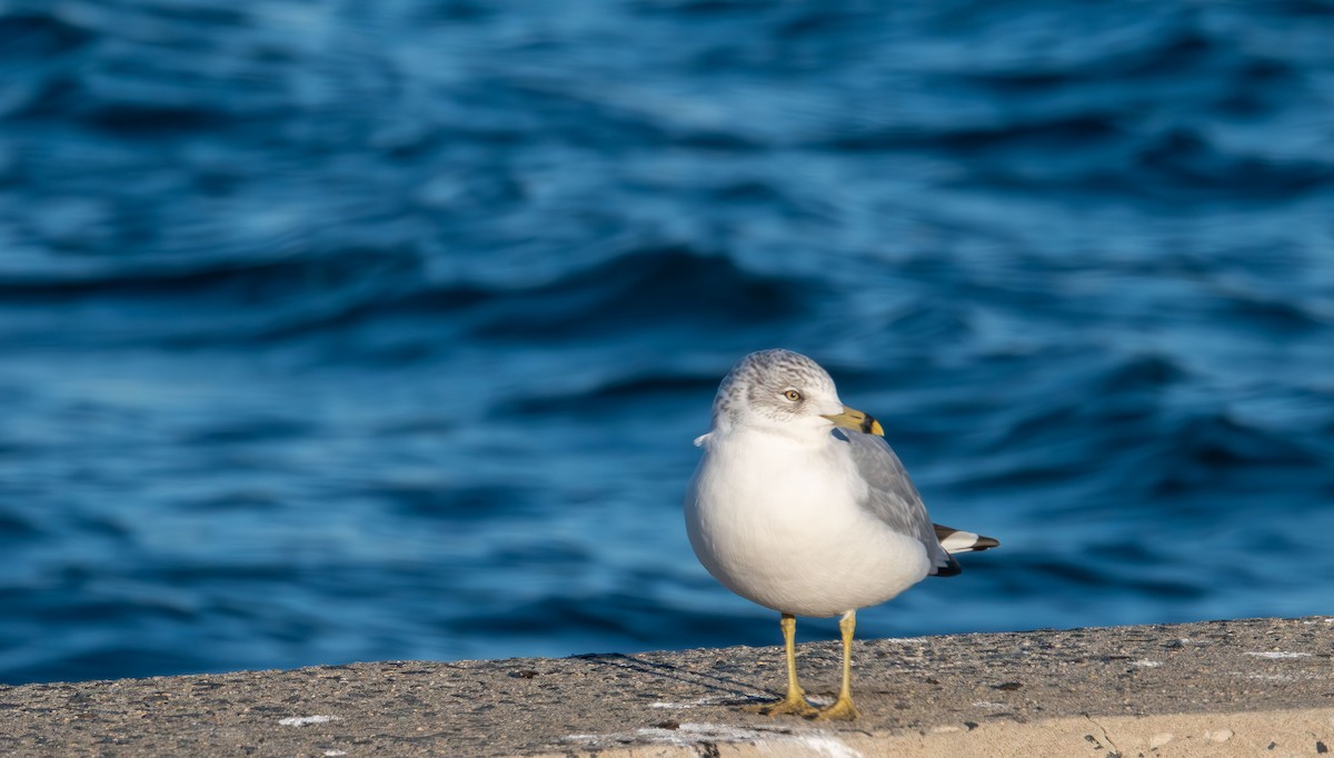 Gavina americana - ML646821818