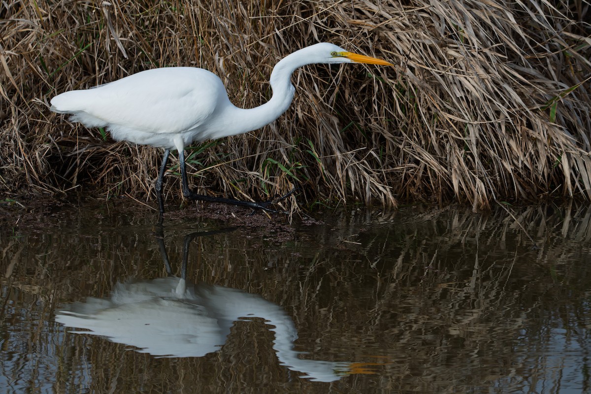 Большая белая цапля - ML646821819