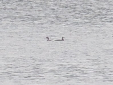 Pazifikoko aliota - ML646821820