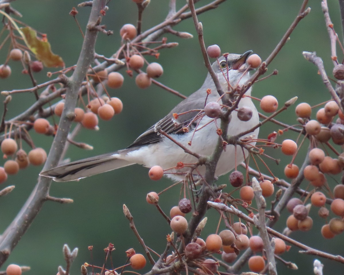 Gartenspottdrossel - ML646821822