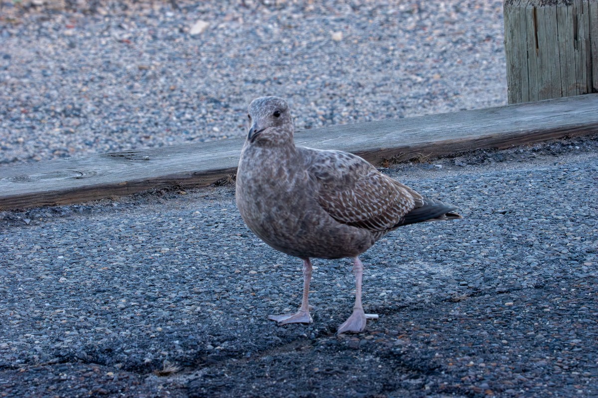 American Herring Gull - ML646821823