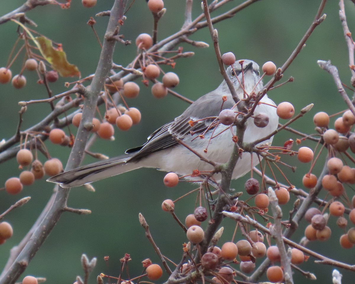 Gartenspottdrossel - ML646821824