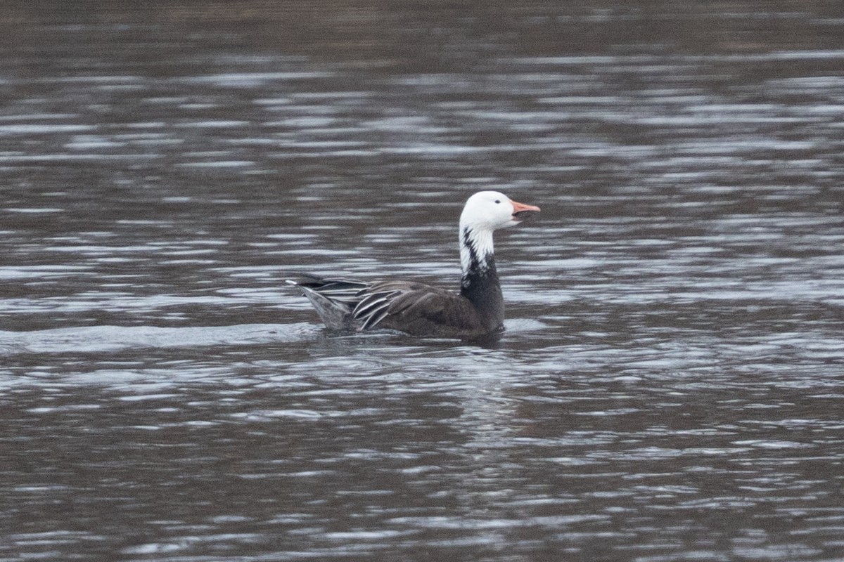 Snow Goose - ML646821825