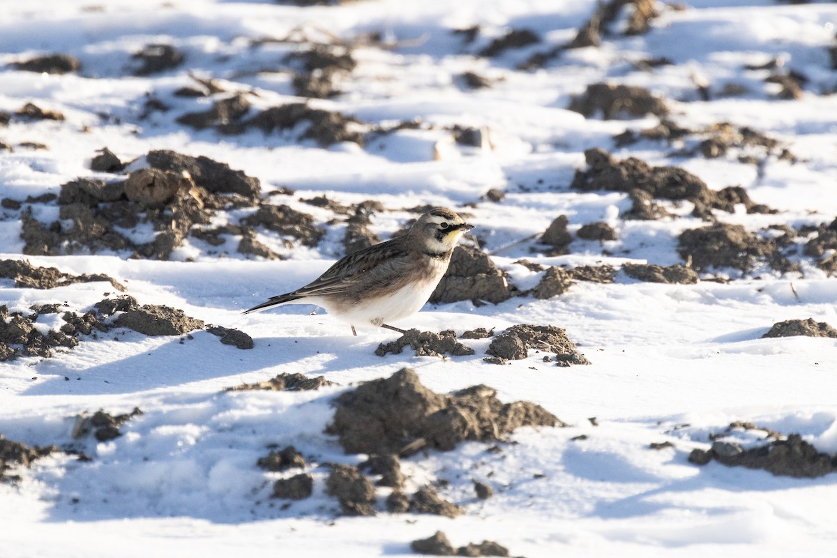Horned Lark - ML646821826