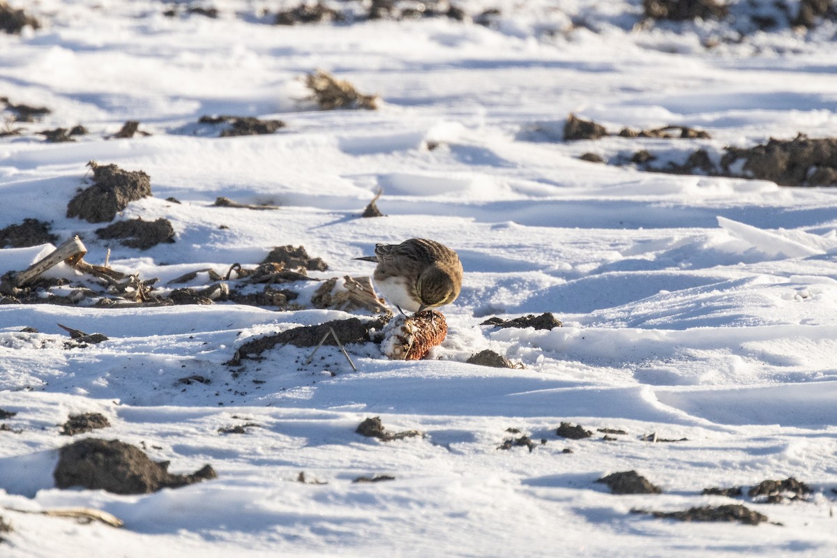 Horned Lark - ML646821827