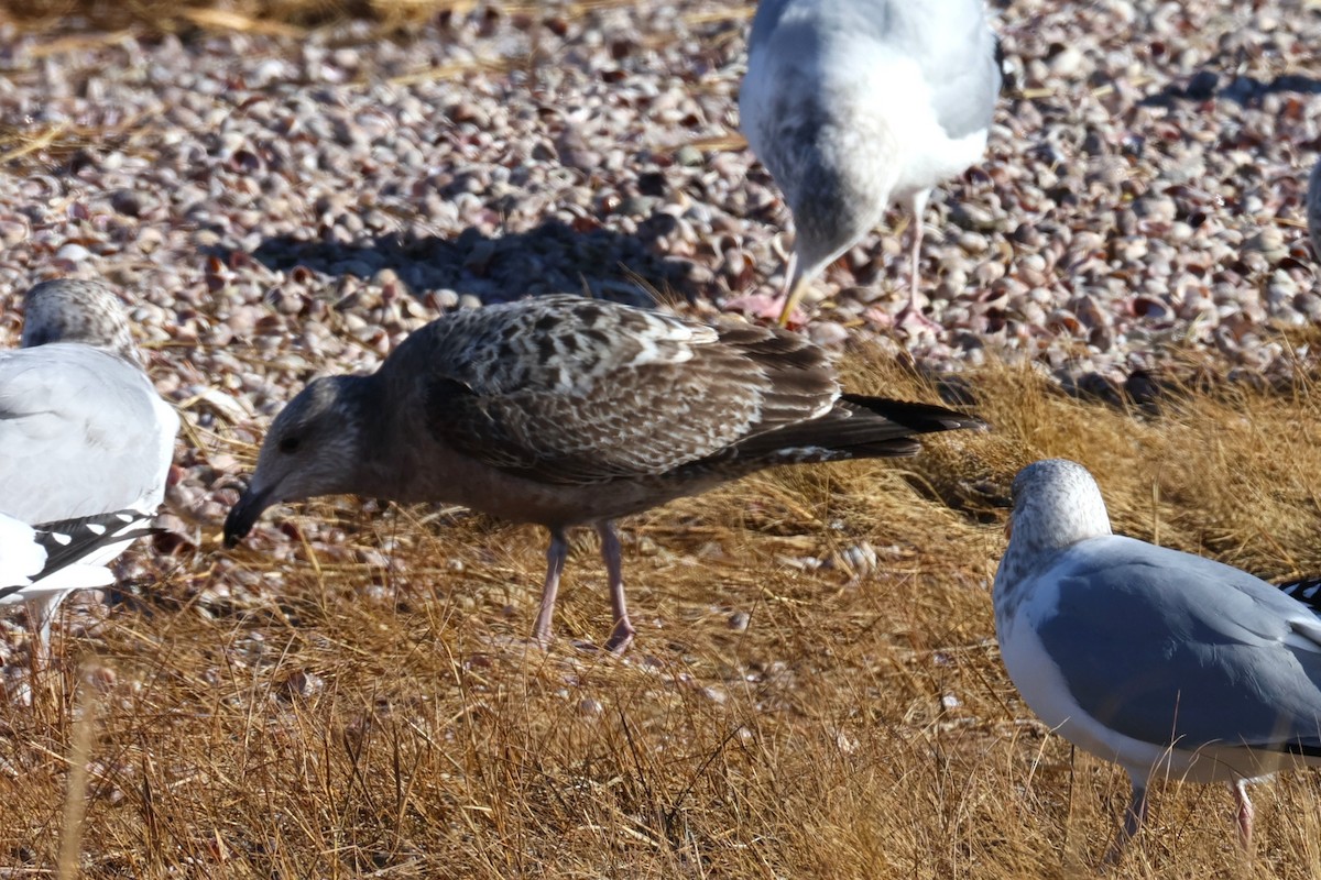 American Herring Gull - ML646821830