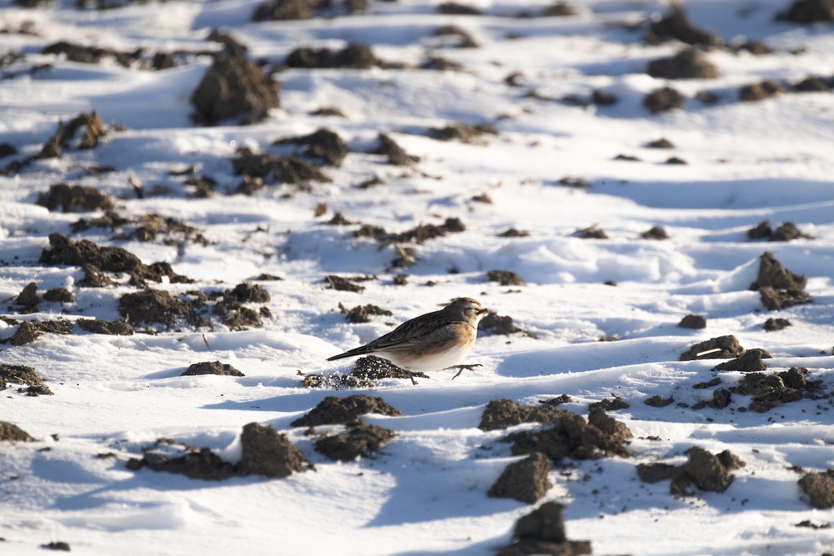 Horned Lark - ML646821831
