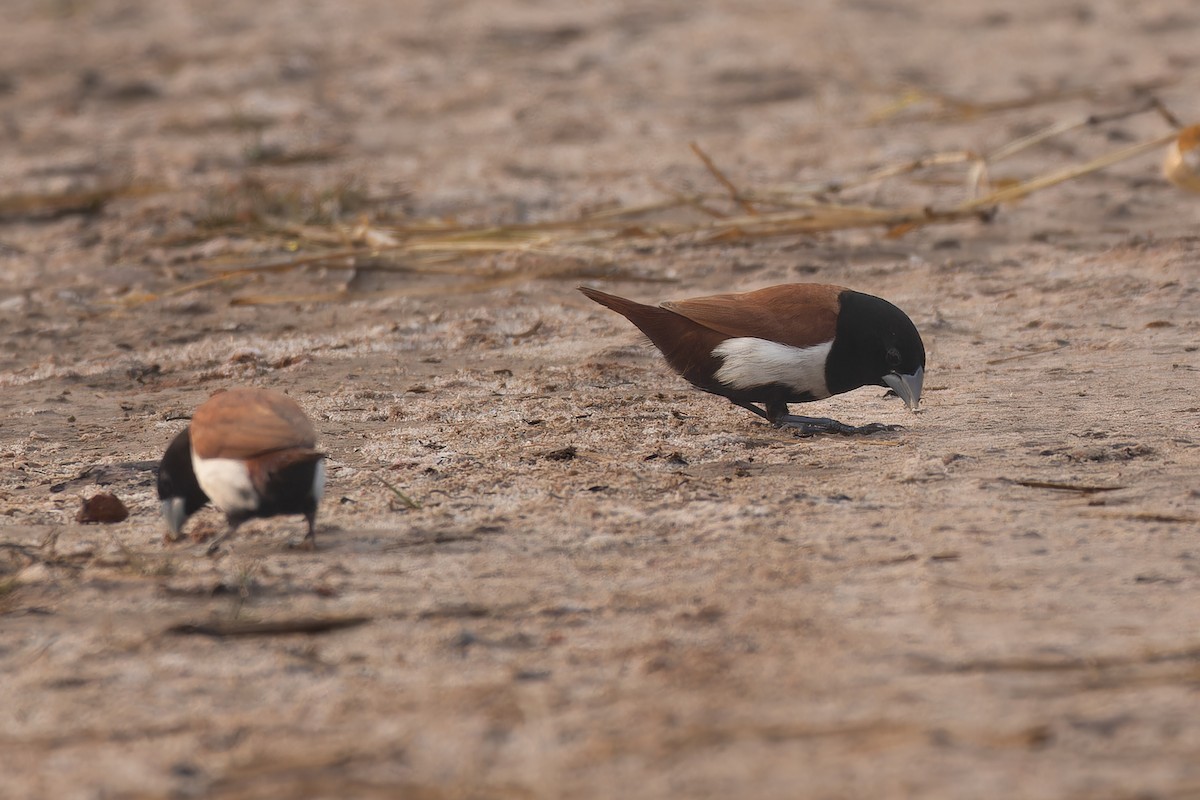 Tricolored Munia - ML646821832
