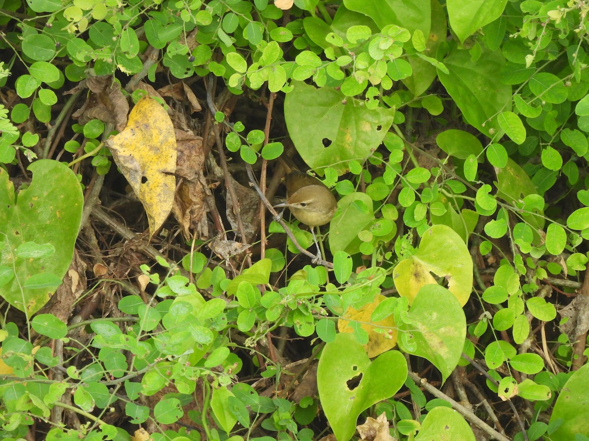 Blyth's Reed Warbler - ML646821833