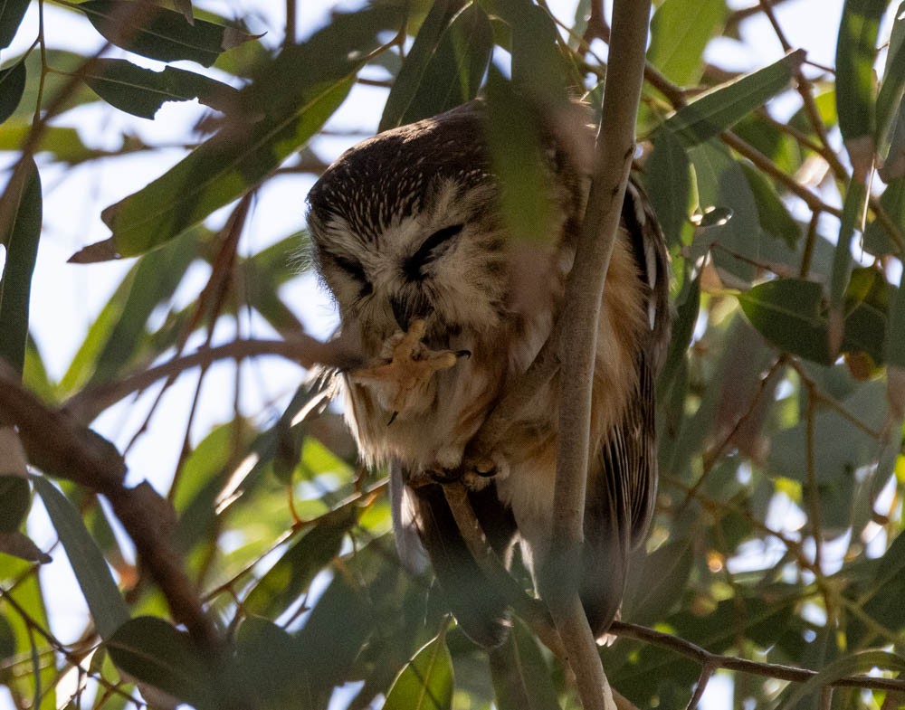Northern Saw-whet Owl - ML646821834