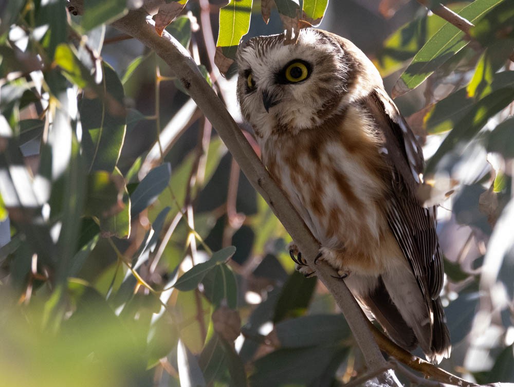 Northern Saw-whet Owl - ML646821835