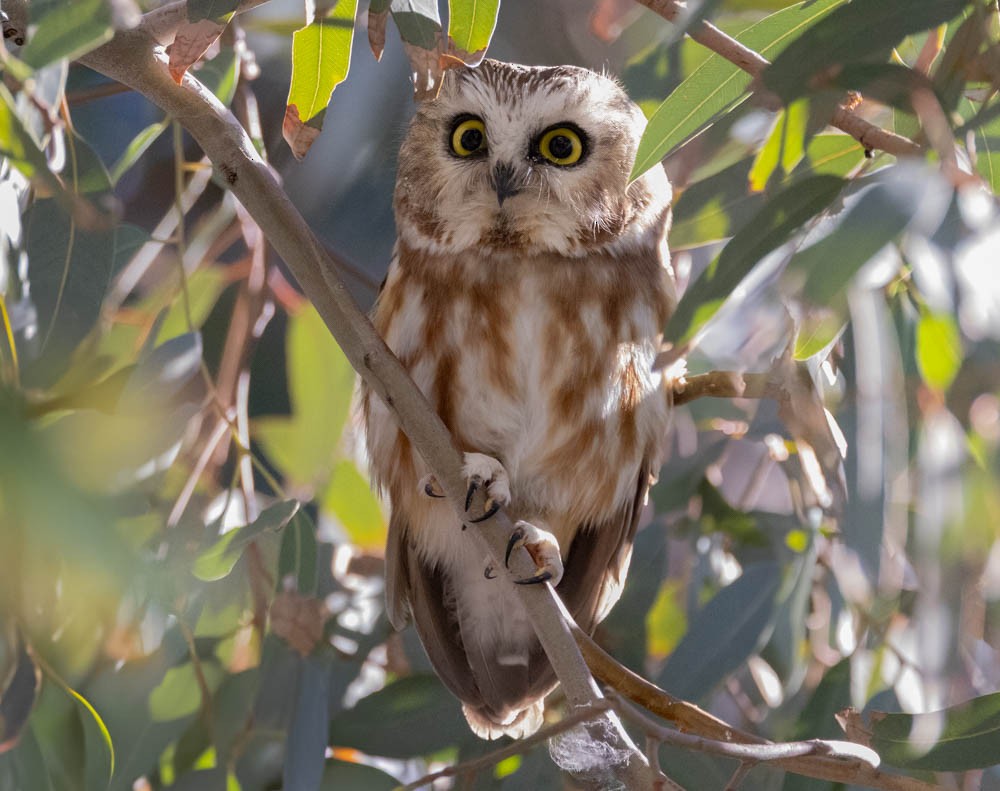 Northern Saw-whet Owl - ML646821836