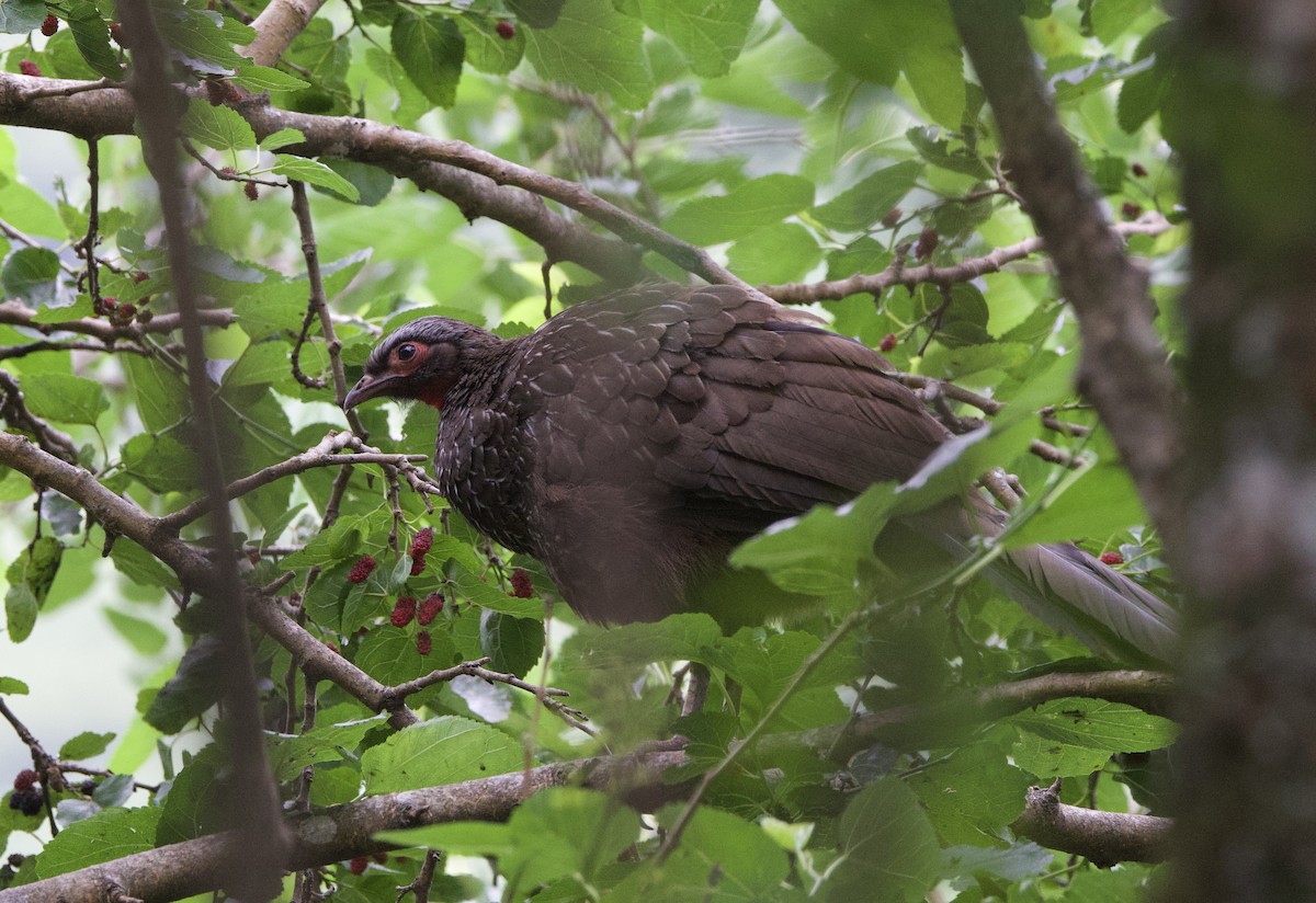 Red-faced Guan - ML646821837