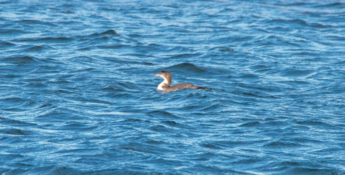 Strolaga maggiore - ML646821839