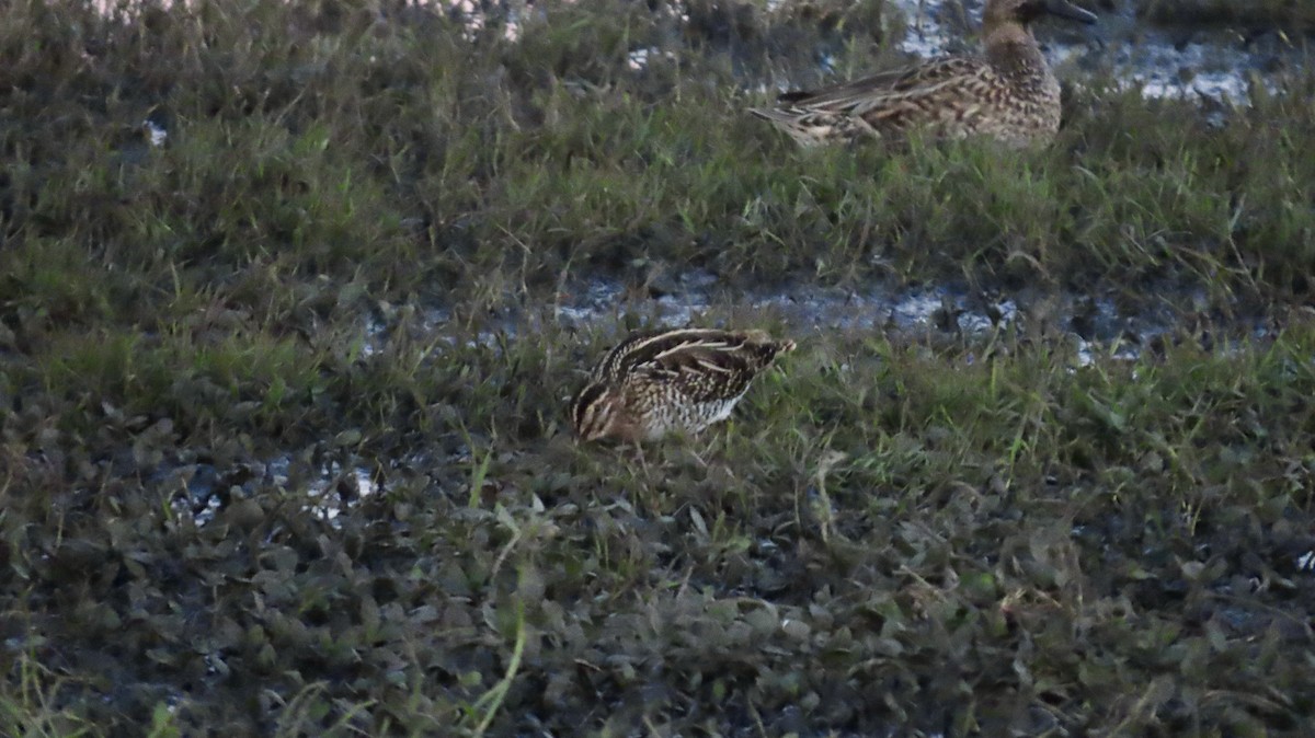 Agachadiza de Wilson - ML646821841