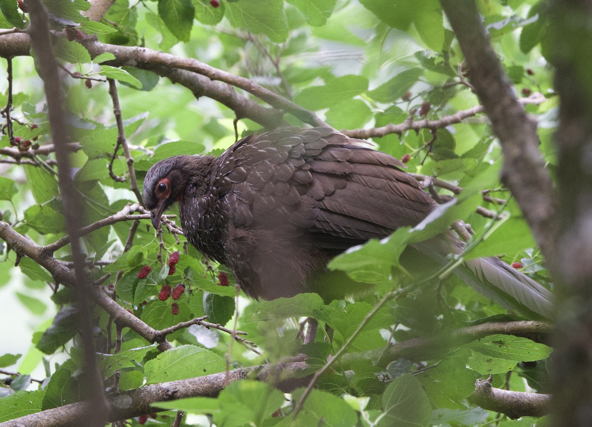 Red-faced Guan - ML646821842