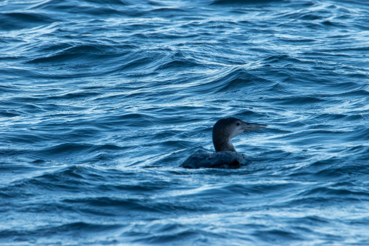 Colimbo Grande - ML646821844