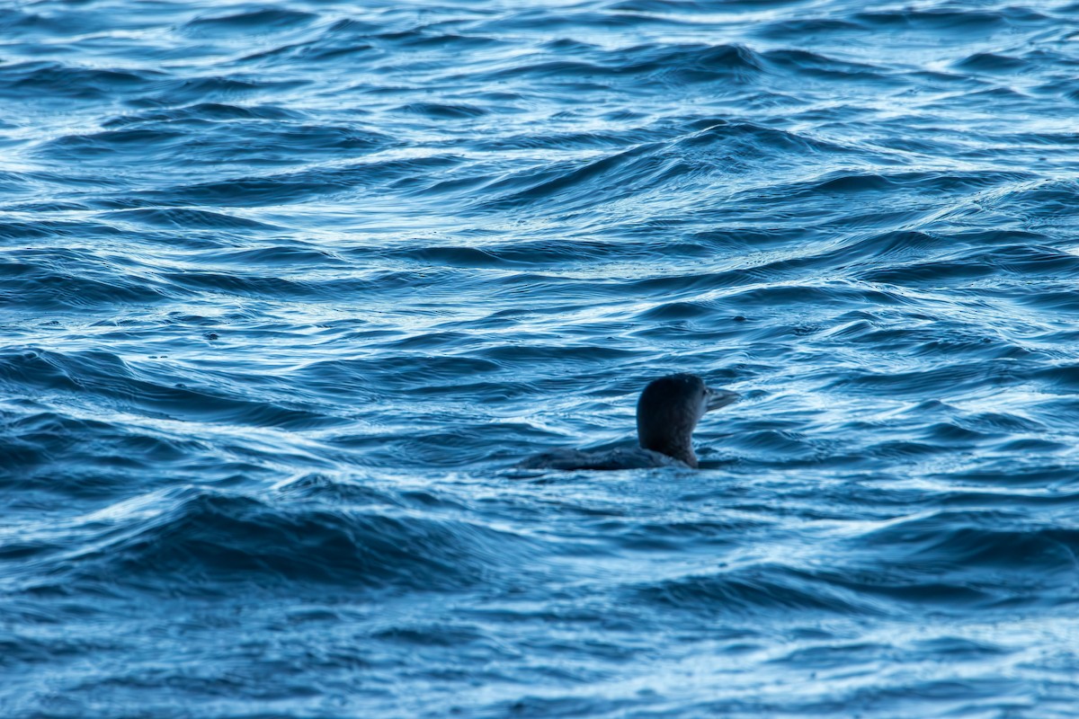 Colimbo Grande - ML646821845