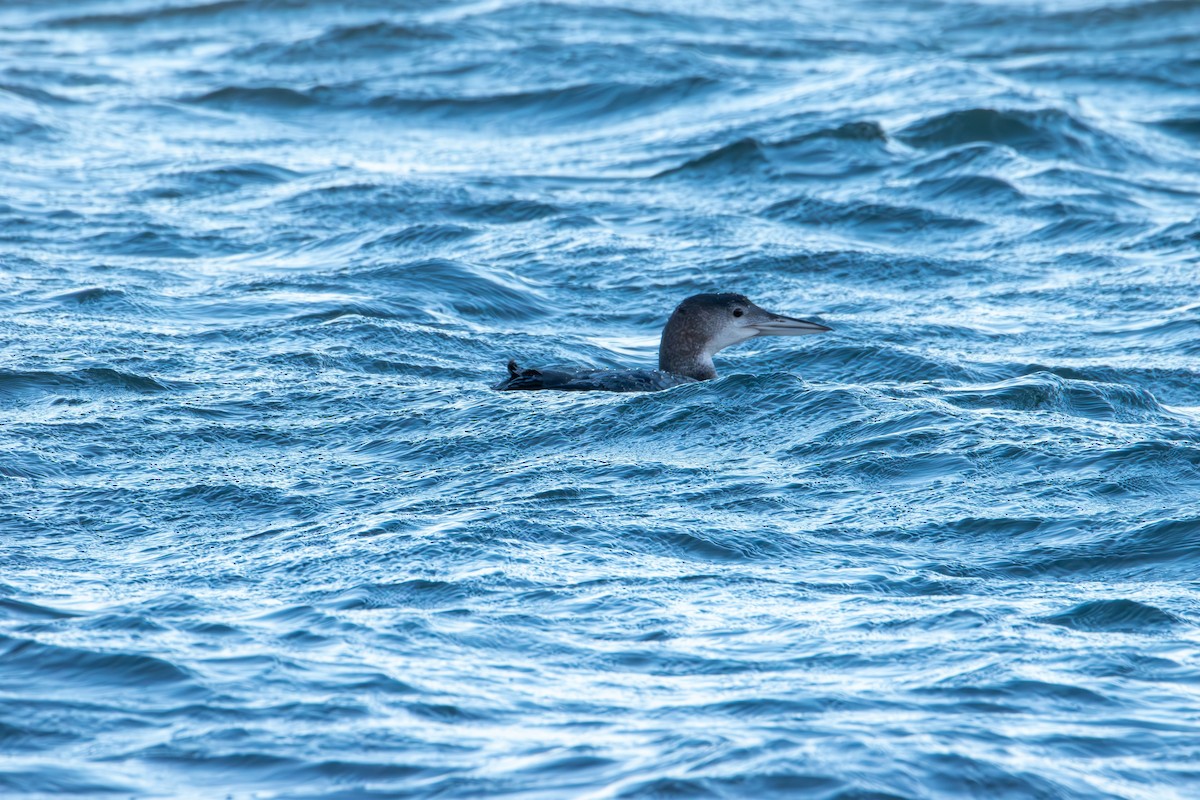 Colimbo Grande - ML646821846