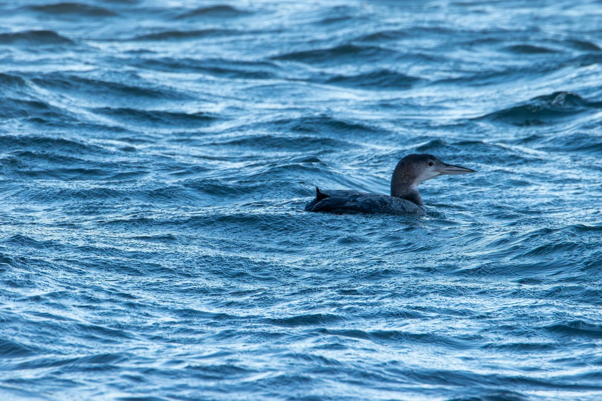 Colimbo Grande - ML646821847