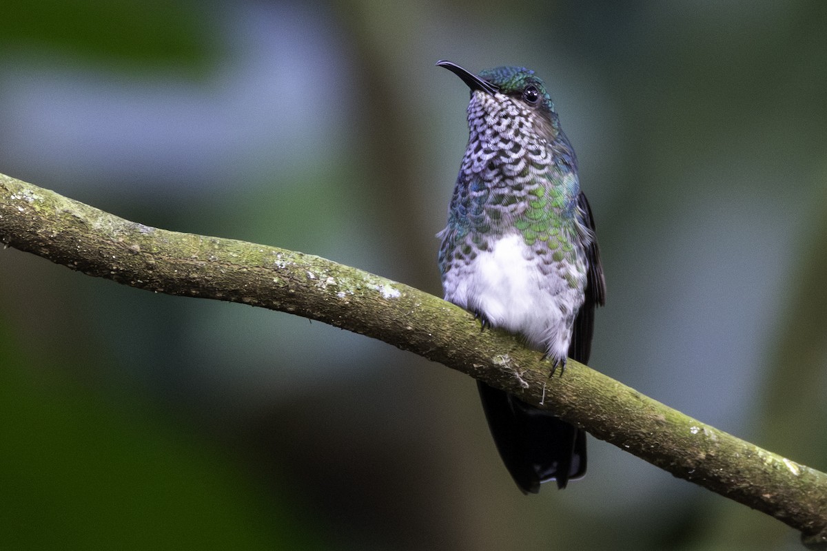 Colibrí Nuquiblanco - ML646821850